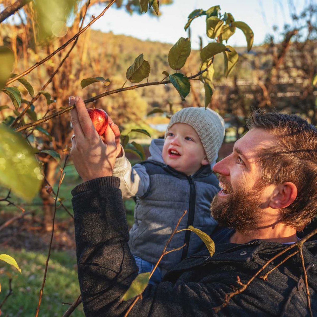 Picking fruit at Caraholly Orchard
