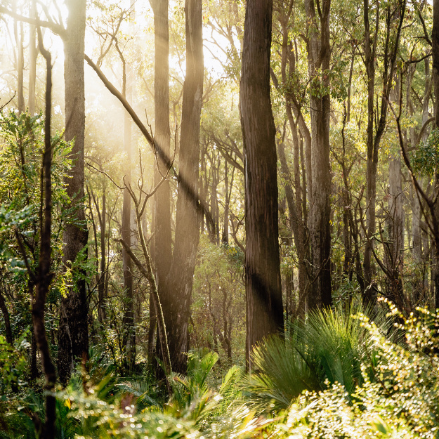 Sunlight through the forest in Dwellingup